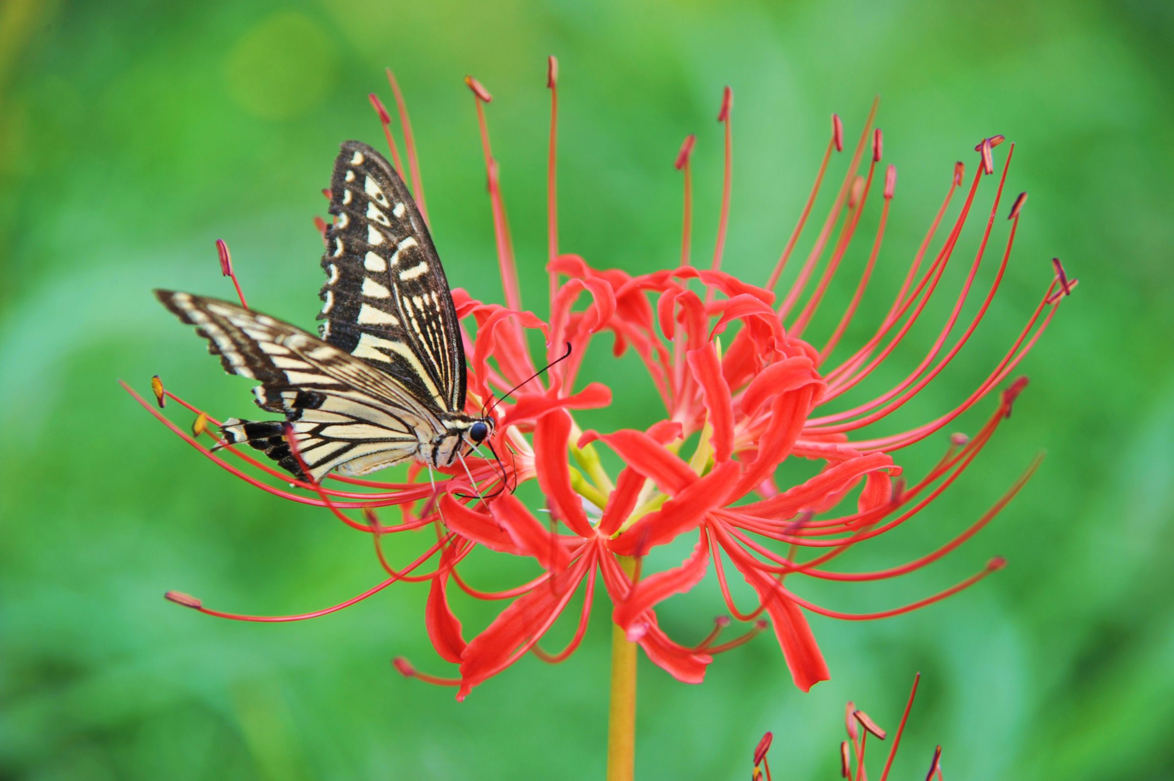 曼珠沙華と蝶 | GANREF