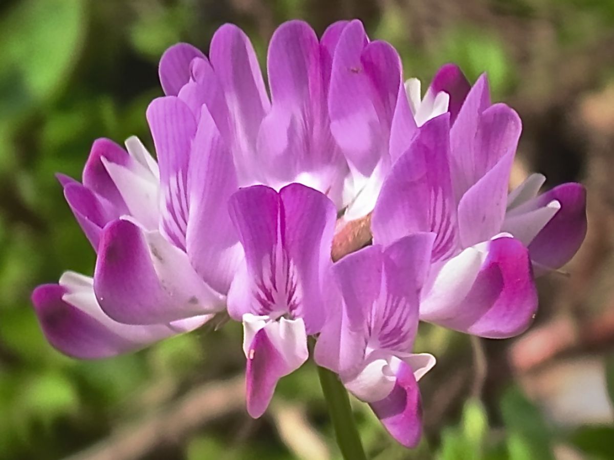 レンゲソウ 植物 花 花びら Ganref