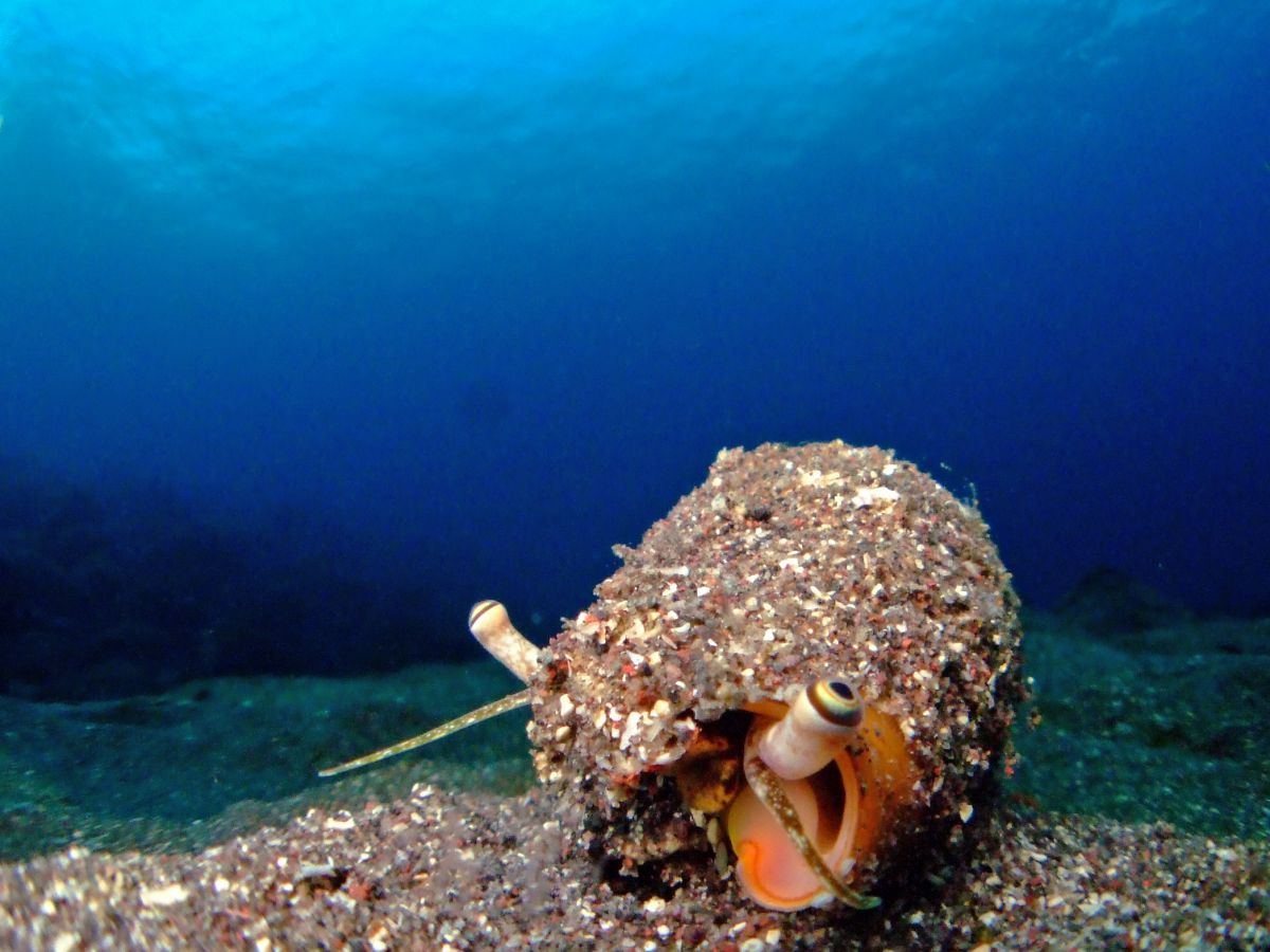 貝の目 動物 その他の海の生物 Ganref