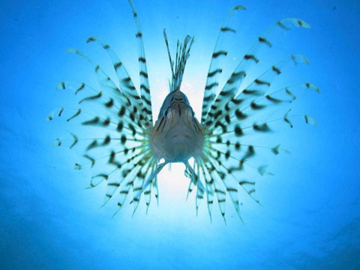 ミノカサゴ Ganref