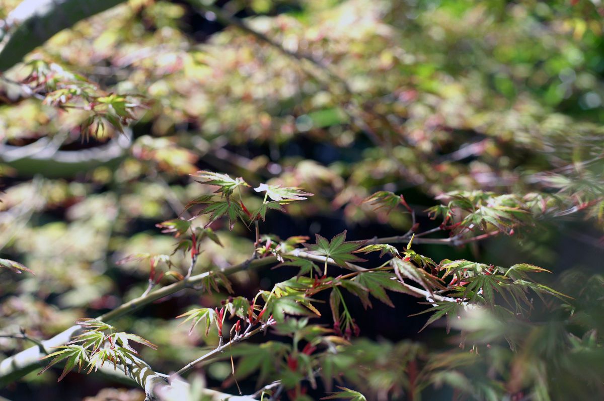 AF MACRO 50mm F2.8で撮影された写真 | 写真検索 | GANREF