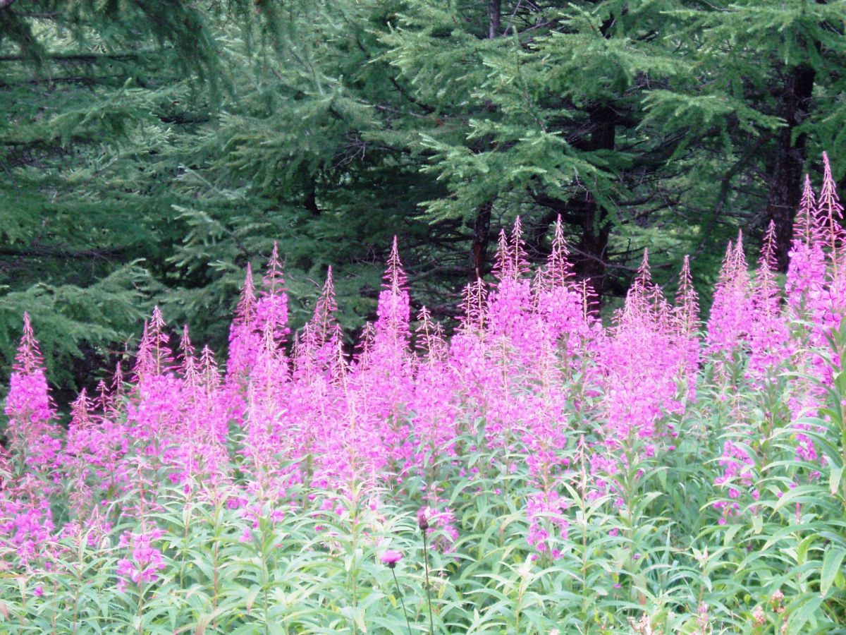 ヤナギラン 植物 花 花びら Ganref ヤナギラン 植物 花 花びら Ganref