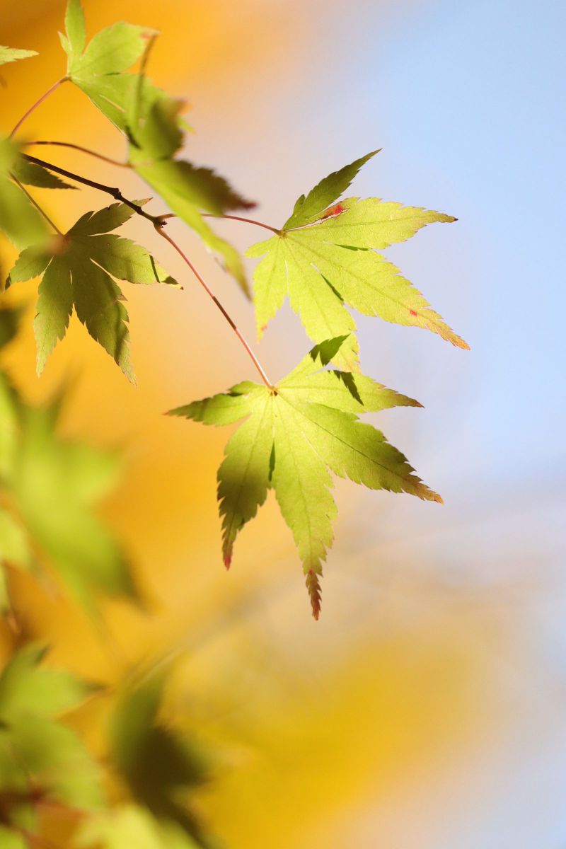 黄色もみじ 植物 草 葉 芽 Ganref