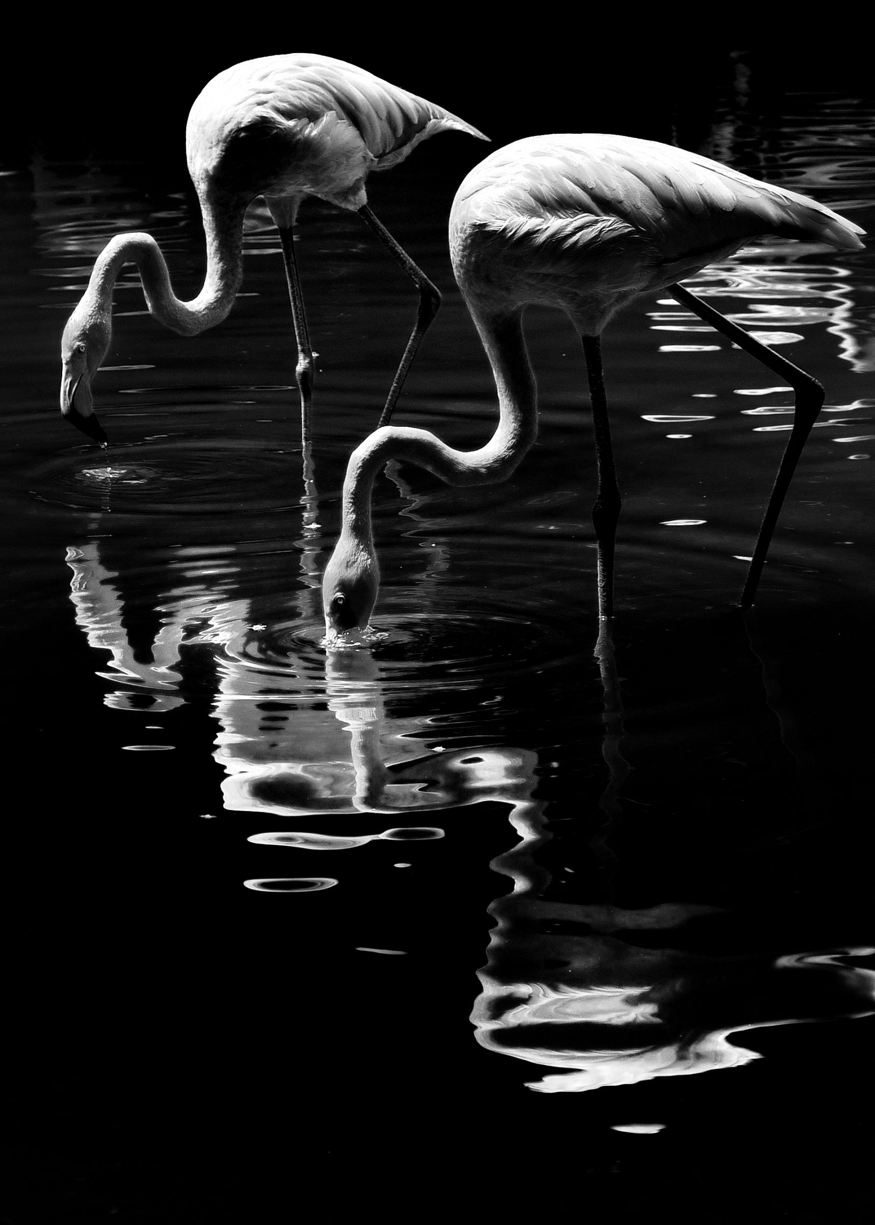 白いフラミンゴ | GANREF