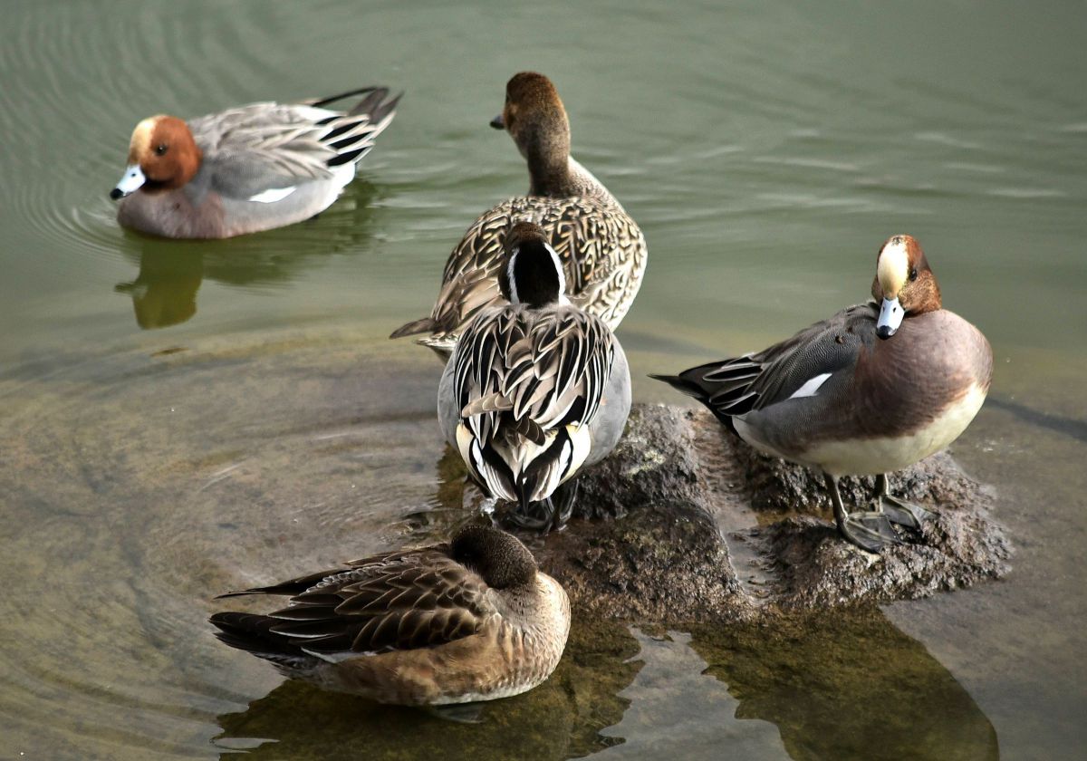 カモの世界でも GANREF