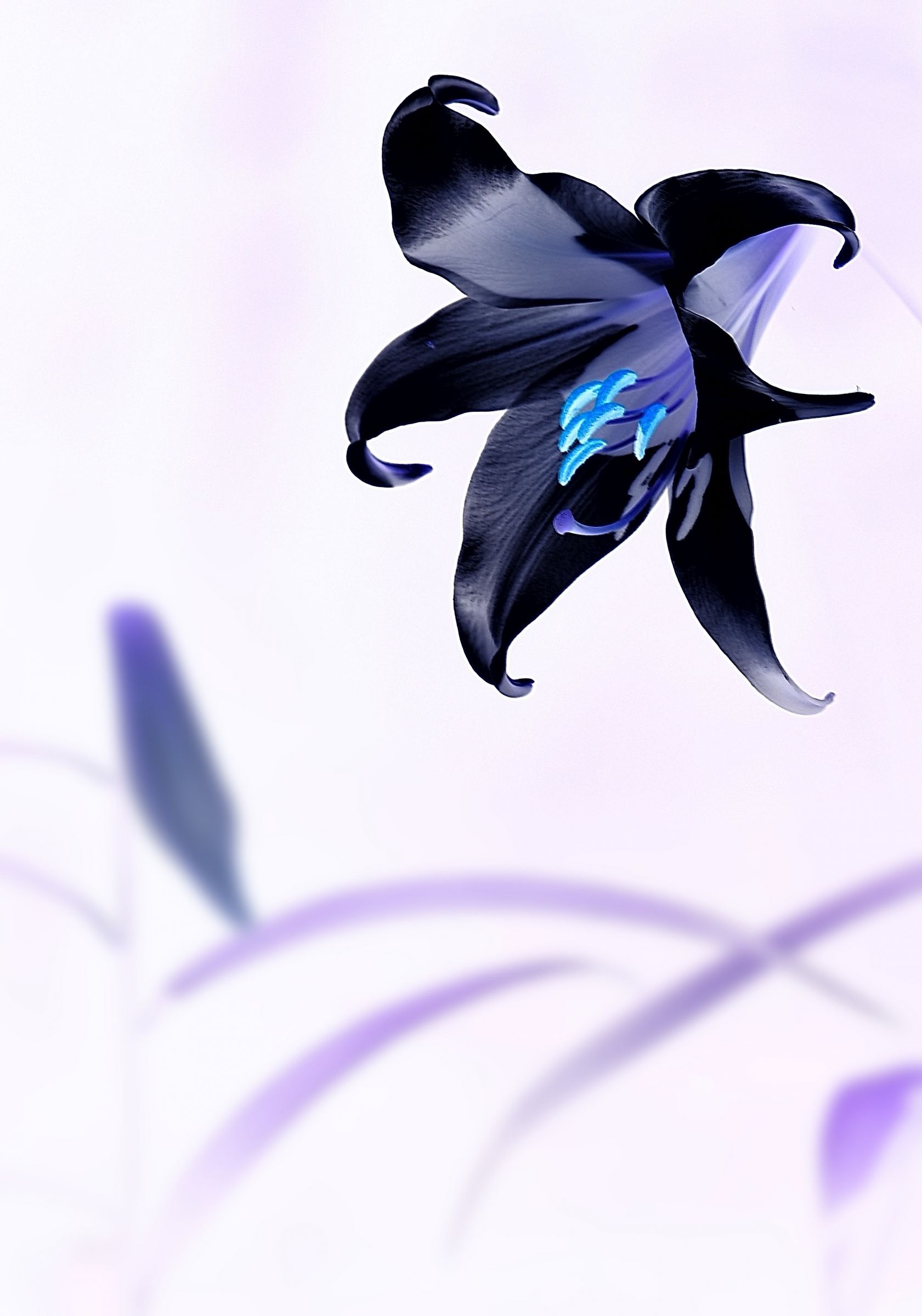 ユリ 1000斬り 黒いユリ | GANREF