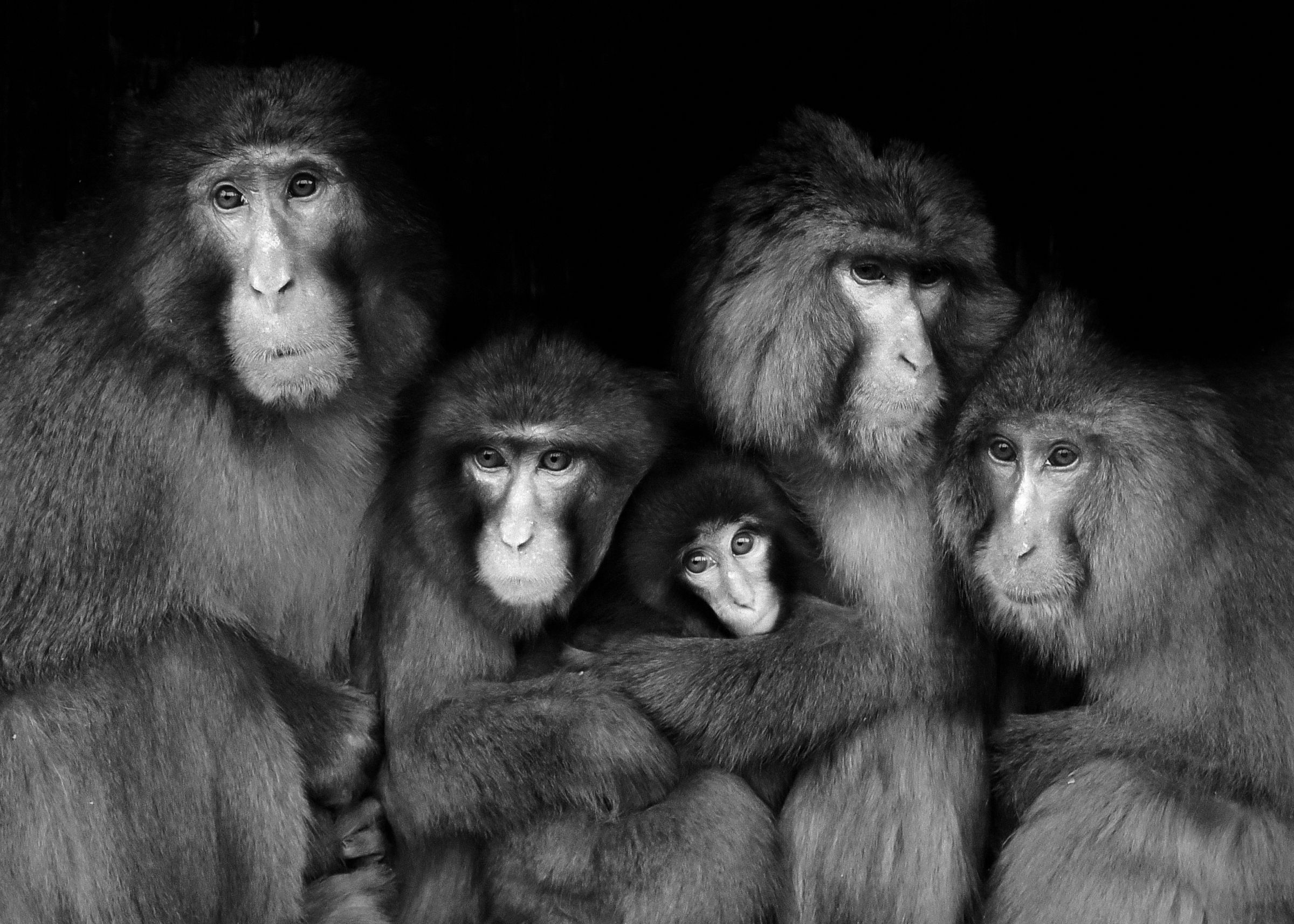 猿の家族 | GANREF