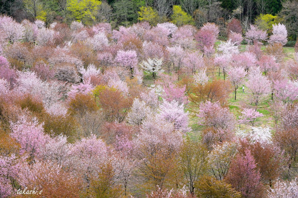 裏磐梯桜峠 植物 花 花びら Ganref 裏磐梯桜峠 植物 花 花びら Ganref