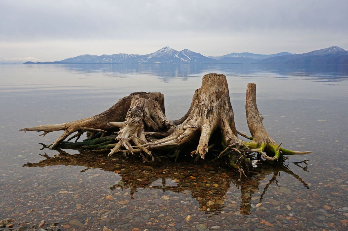 大きな流木 【公式通販】