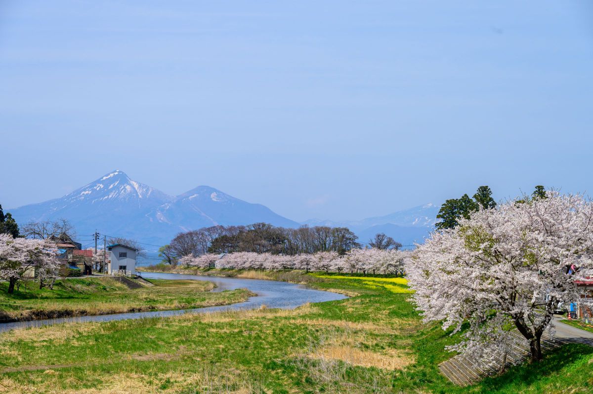 舟津川の桜並木 GANREF
