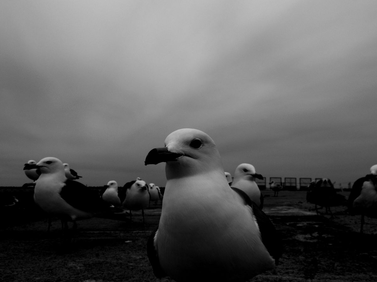 不穏な空気 動物 鳥類 Ganref