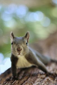 怒るリスどん 動物 小動物 Ganref