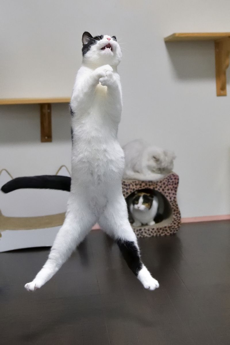 開脚ジャンプ 動物 猫 Ganref