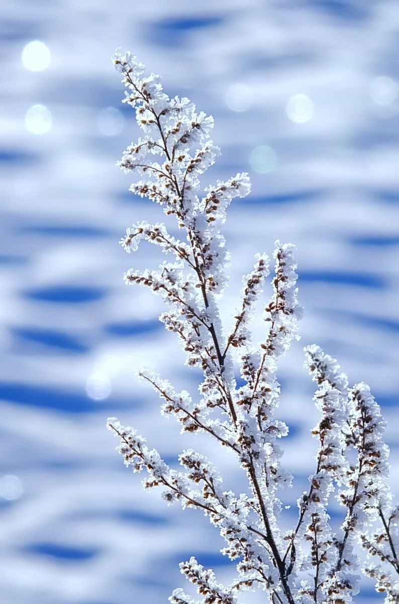 霧氷の花 植物 草 葉 芽 Ganref