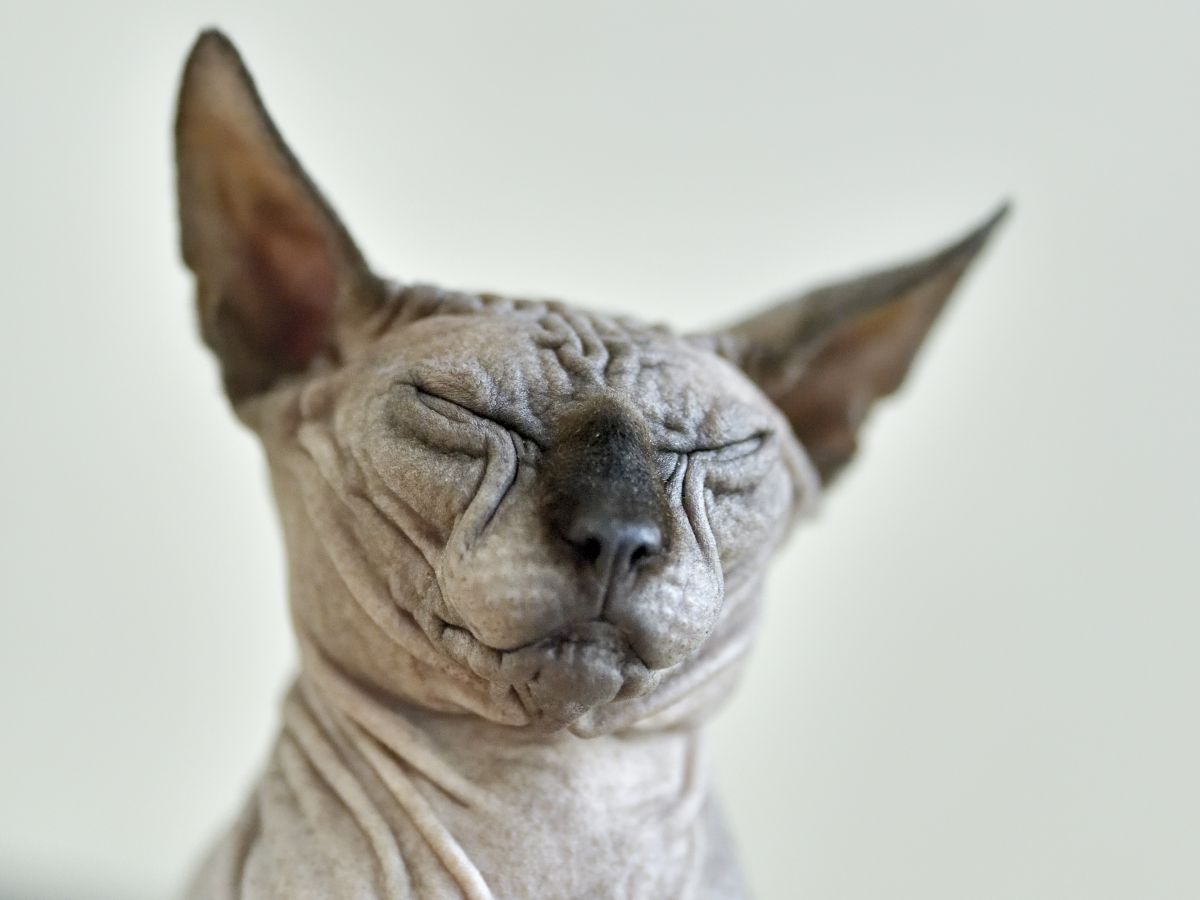 瞑想中 動物 猫 Ganref