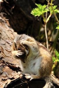 怒るリスどん 動物 小動物 Ganref