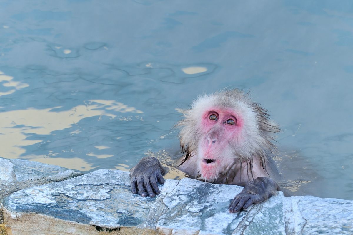 嬉しい顔 動物 その他の陸の生物 Ganref