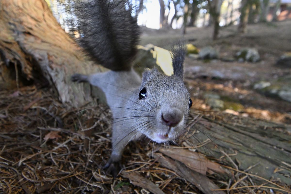 興味津々 動物 小動物 Ganref