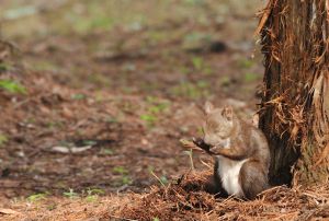 怒るリスどん 動物 小動物 Ganref