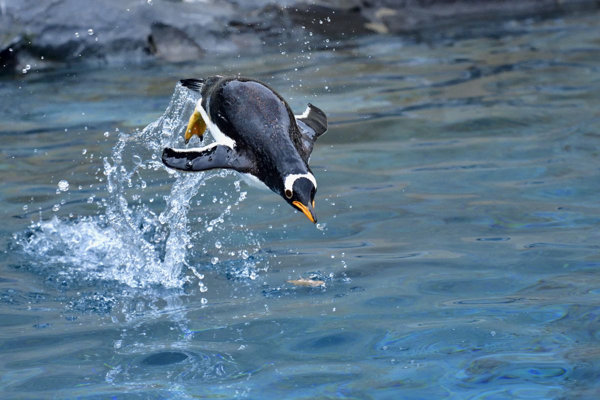 jump 動物 鳥類 Ganref jump 動物 鳥類 Ganref