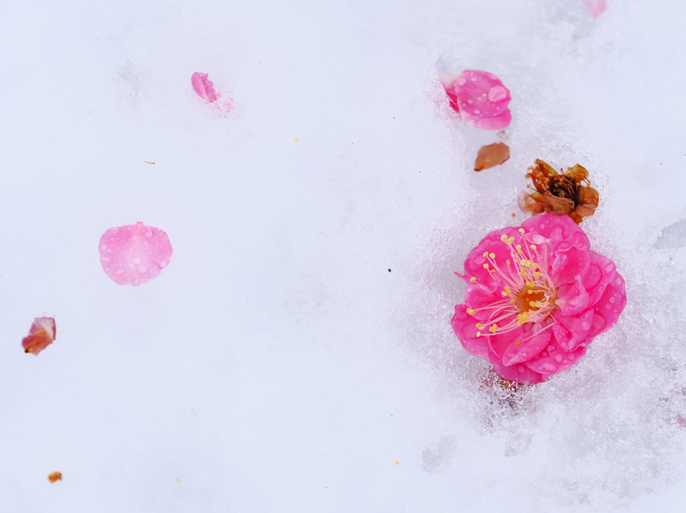 散り紅梅 | GANREF