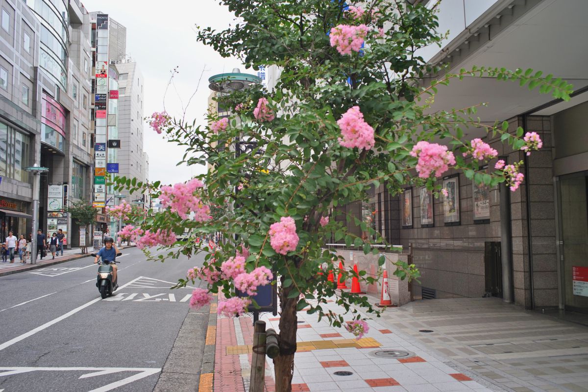 さるすべりの街路樹街 植物 樹木 Ganref