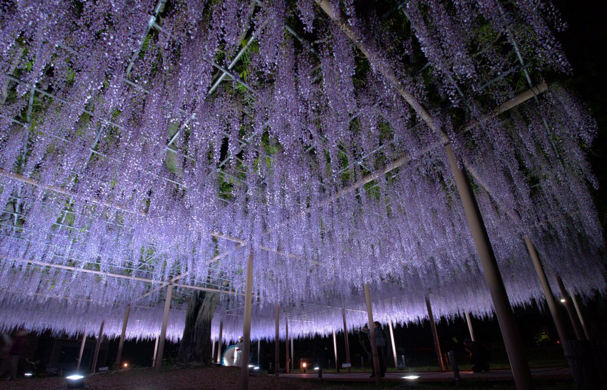 M.ZUIKO DIGITAL ED 7-14mm F2.8 PROで撮影された写真 | 写真検索 | GANREF