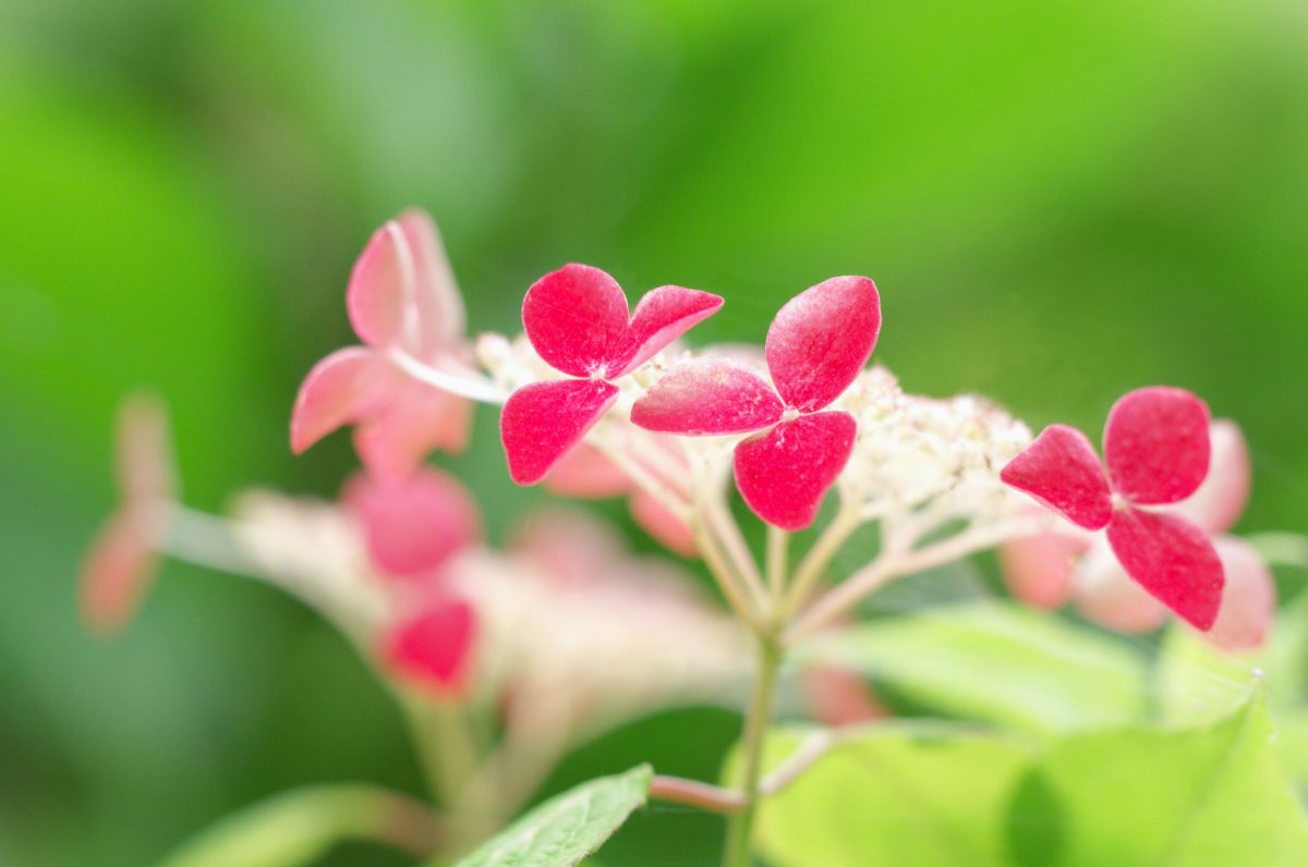 M.ZUIKO DIGITAL ED 60mm F2.8 Macroで撮影された写真 | 写真検索 | GANREF