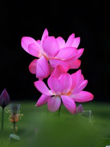 お花ページ 綺麗な色の点花 - (株)東京オーキット・ナーセリー