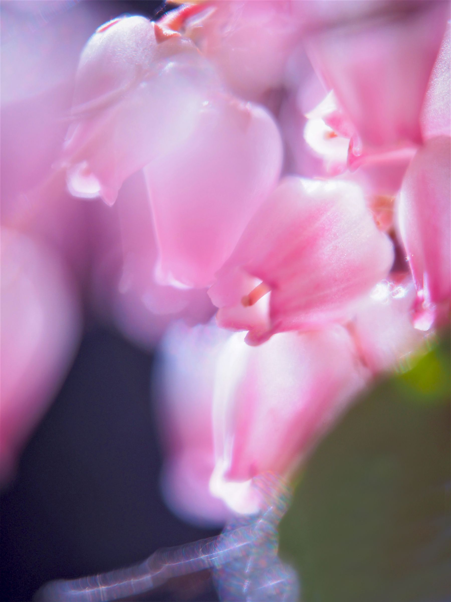 綺麗な花には毒が有る | GANREF