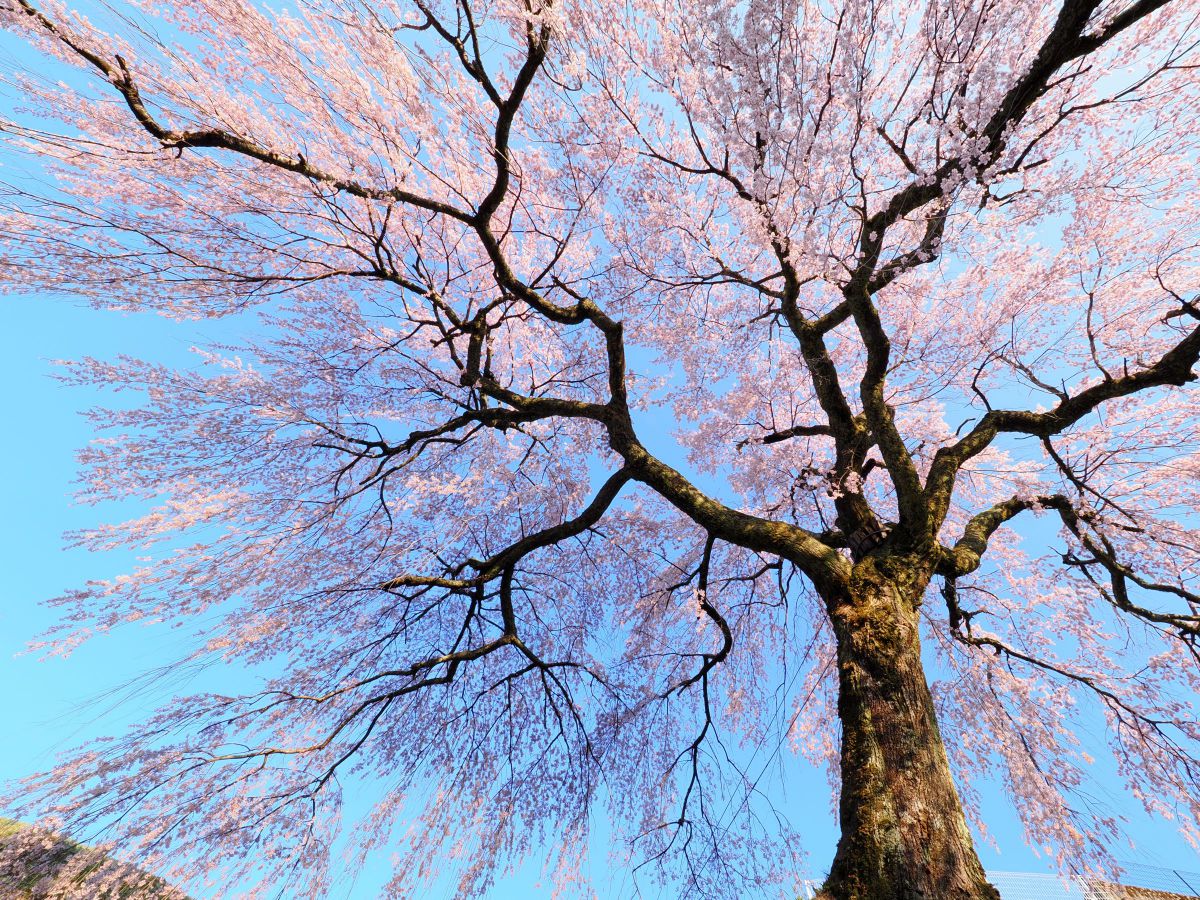 M.ZUIKO DIGITAL ED 7-14mm F2.8 PROで撮影された写真 | 写真検索 | GANREF