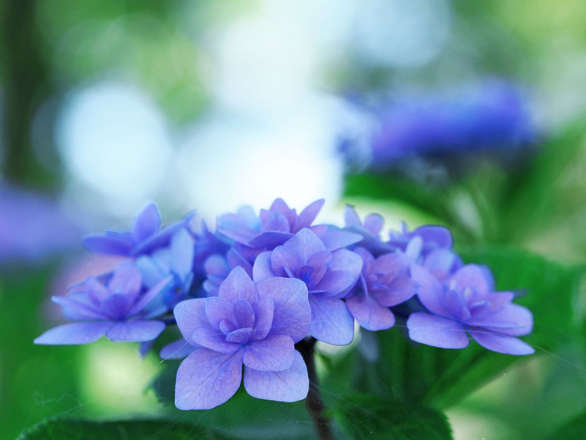 M.ZUIKO DIGITAL ED 60mm F2.8 Macroで撮影された写真 | 写真検索 | GANREF