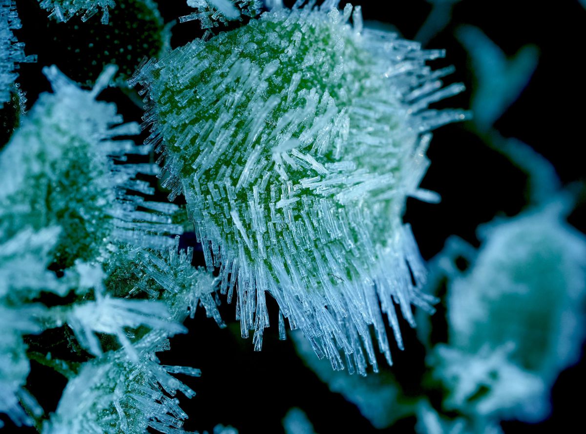 M.ZUIKO DIGITAL ED 60mm F2.8 Macroで撮影された写真 | 写真検索 | GANREF