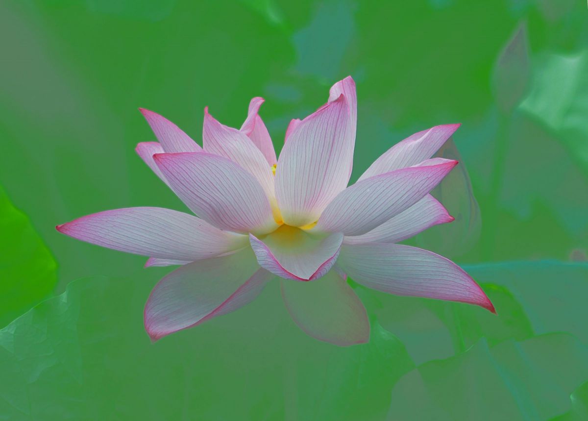 M.ZUIKO DIGITAL ED 40-150mm F2.8 PROで撮影された写真 | 写真