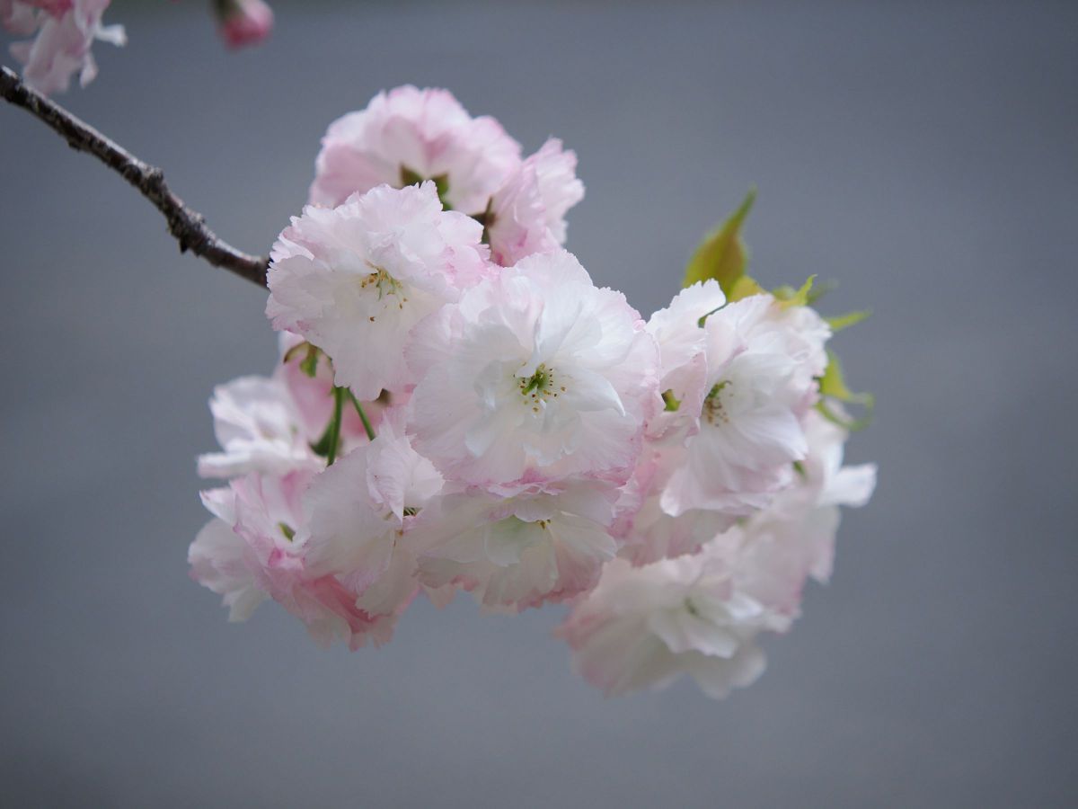 M.ZUIKO DIGITAL ED 60mm F2.8 Macroで撮影された写真 | 写真検索 | GANREF