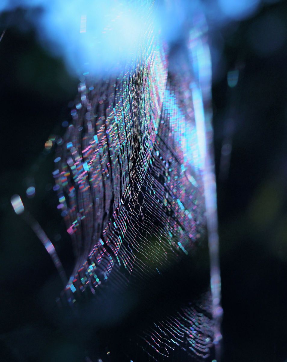 M.ZUIKO DIGITAL ED 60mm F2.8 Macroで撮影された写真 | 写真検索 | GANREF