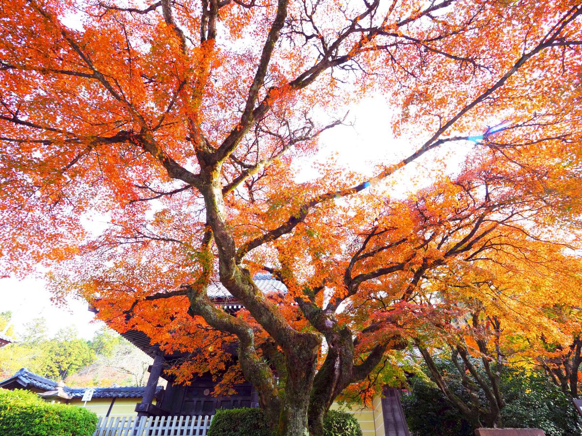 参考写真 M.ZUIKO DIGITAL ED 7-14mm F2.8 PROで撮影された写真 | 写真検索 | GANREF