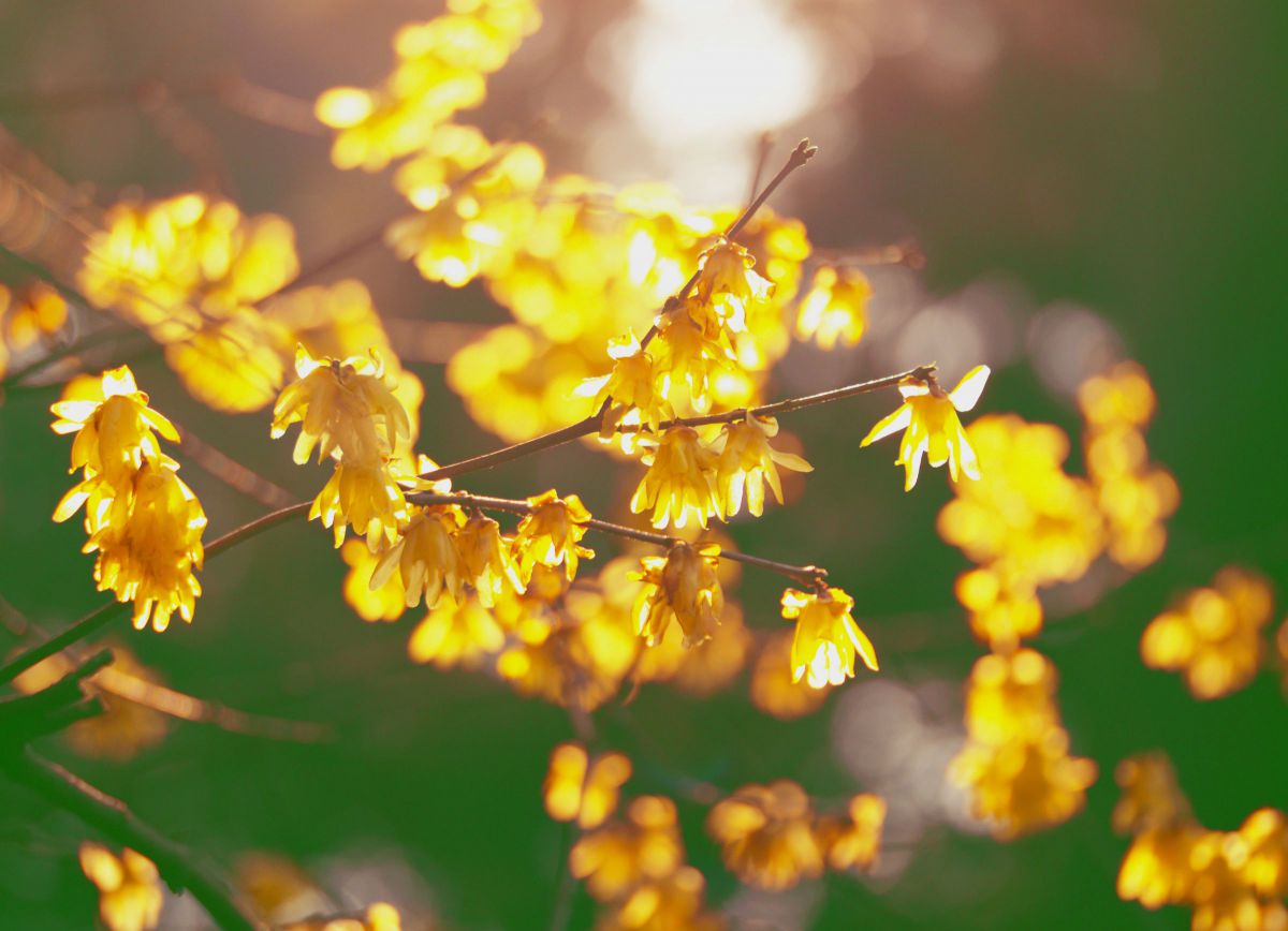 15mm F4 Wide Angle Macro with Shiftで撮影された写真 | 写真検索