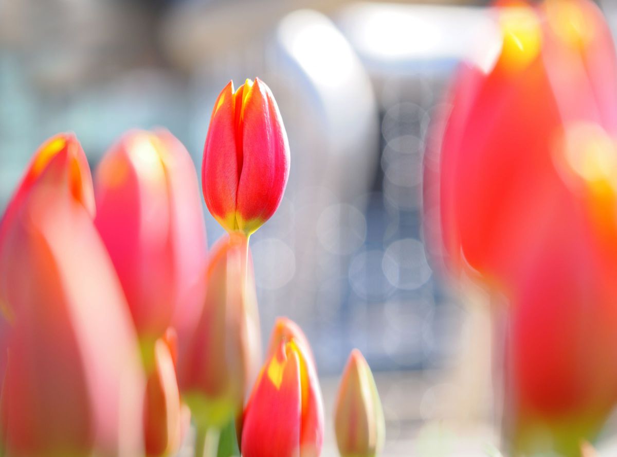 M.ZUIKO DIGITAL ED 60mm F2.8 Macroで撮影された写真 | 写真検索 | GANREF