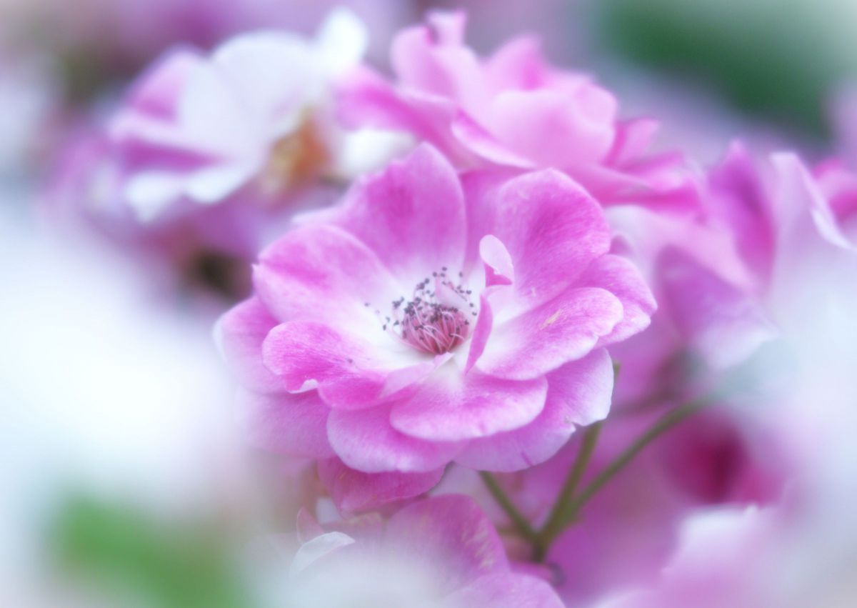 M.ZUIKO DIGITAL ED 40-150mm F2.8 PROで撮影された写真 | 写真検索