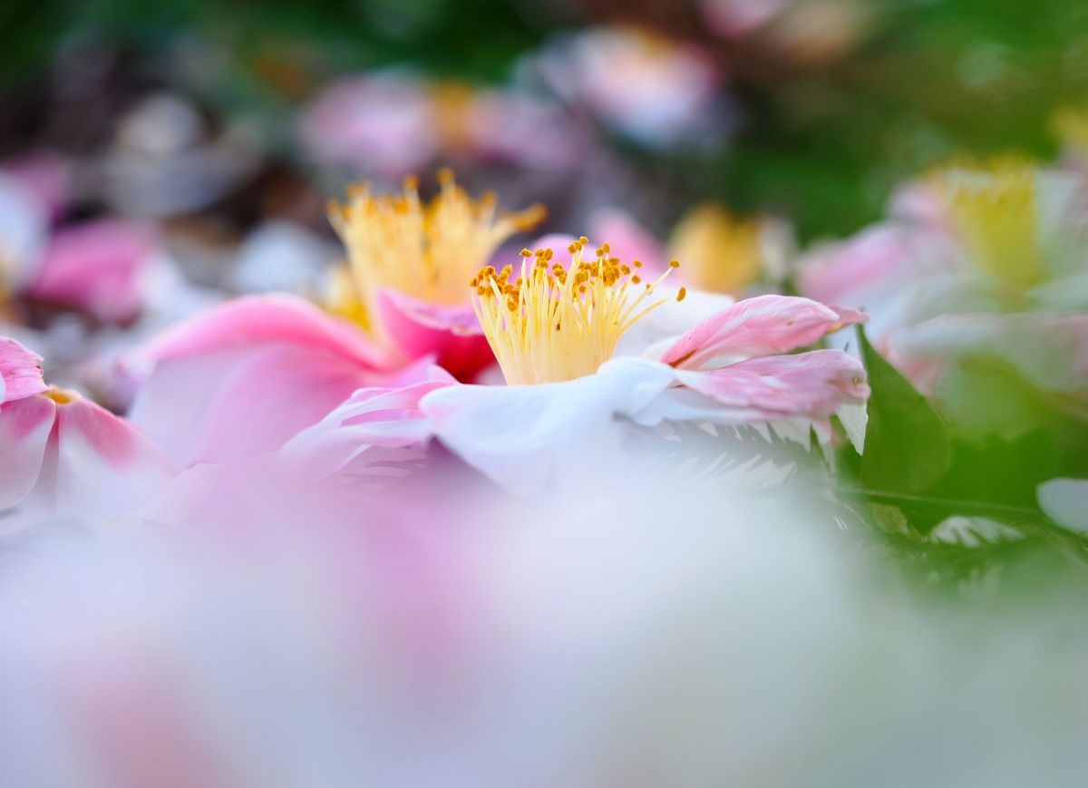M.ZUIKO DIGITAL ED 60mm F2.8 Macroで撮影された写真 | 写真検索 | GANREF