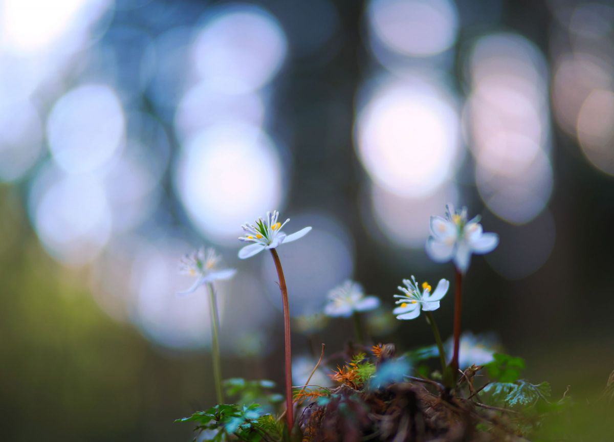 M.ZUIKO DIGITAL ED 25mm F1.2 PROで撮影された写真 | 写真検索 | GANREF