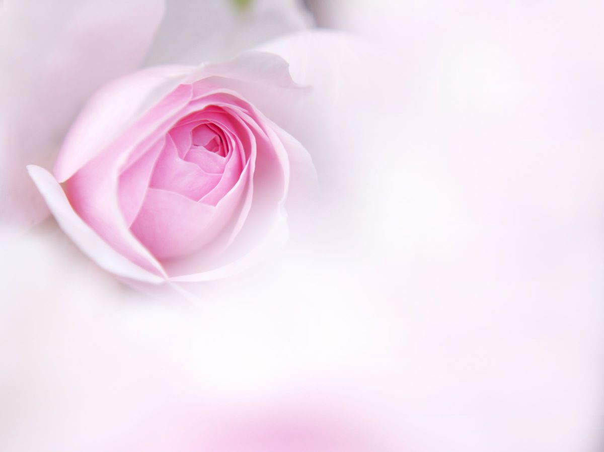 M.ZUIKO DIGITAL ED 40-150mm F2.8 PROで撮影された写真 | 写真