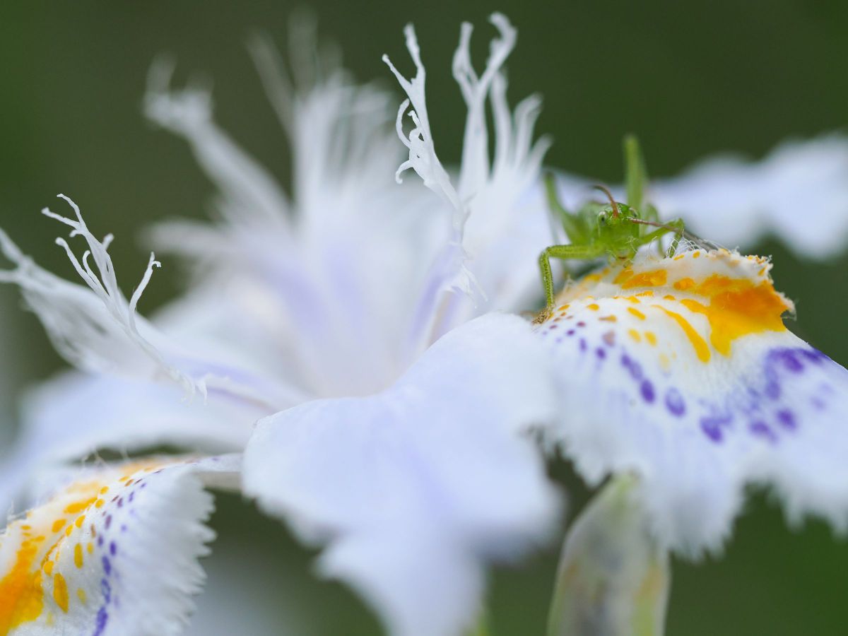 M.ZUIKO DIGITAL ED 60mm F2.8 Macroで撮影された写真 | 写真検索 | GANREF