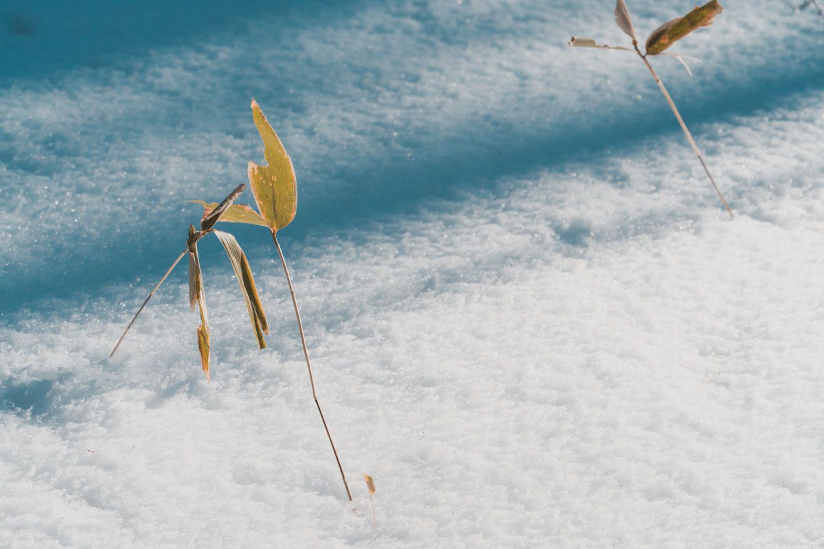 Blue Snow | GANREF