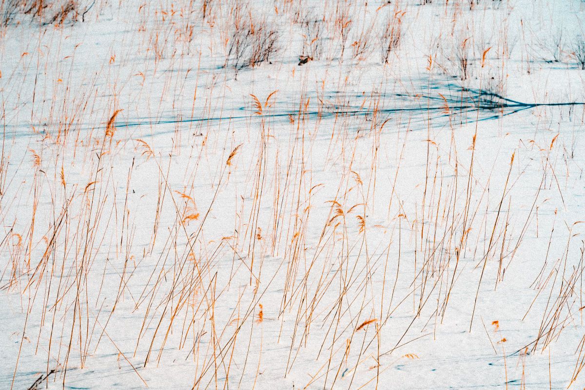 Winter sketch modified | GANREF