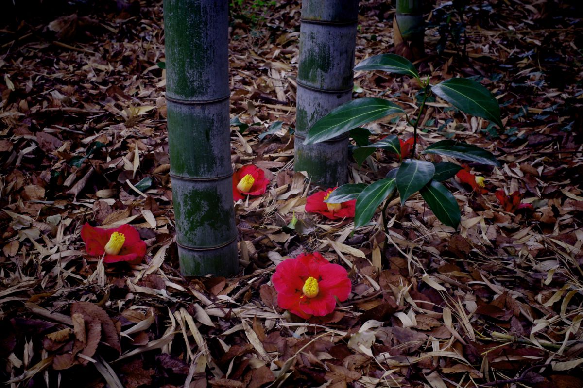 落椿 植物 花 花びら Ganref
