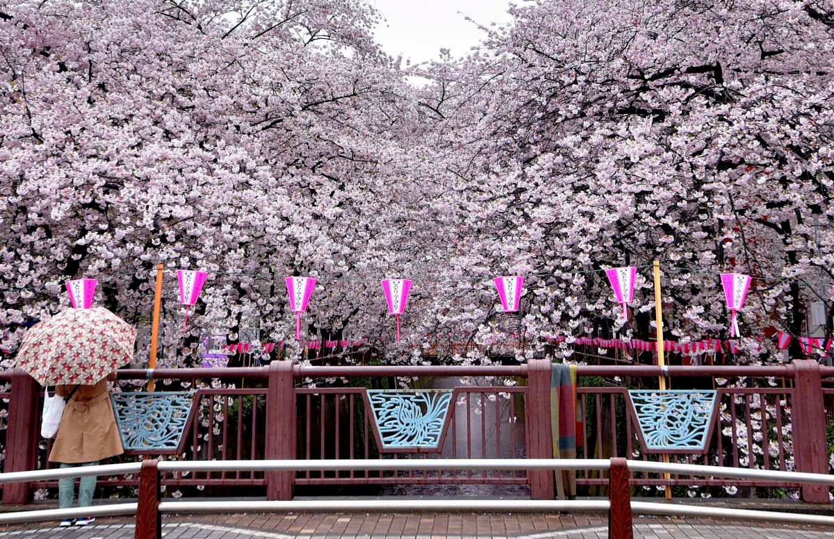 目黒桜中締め橋 植物 樹木 Ganref