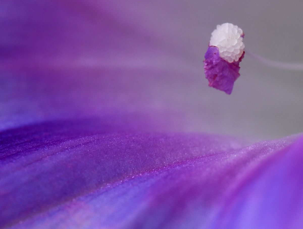ベルベットイースター 植物 花 花びら Ganref