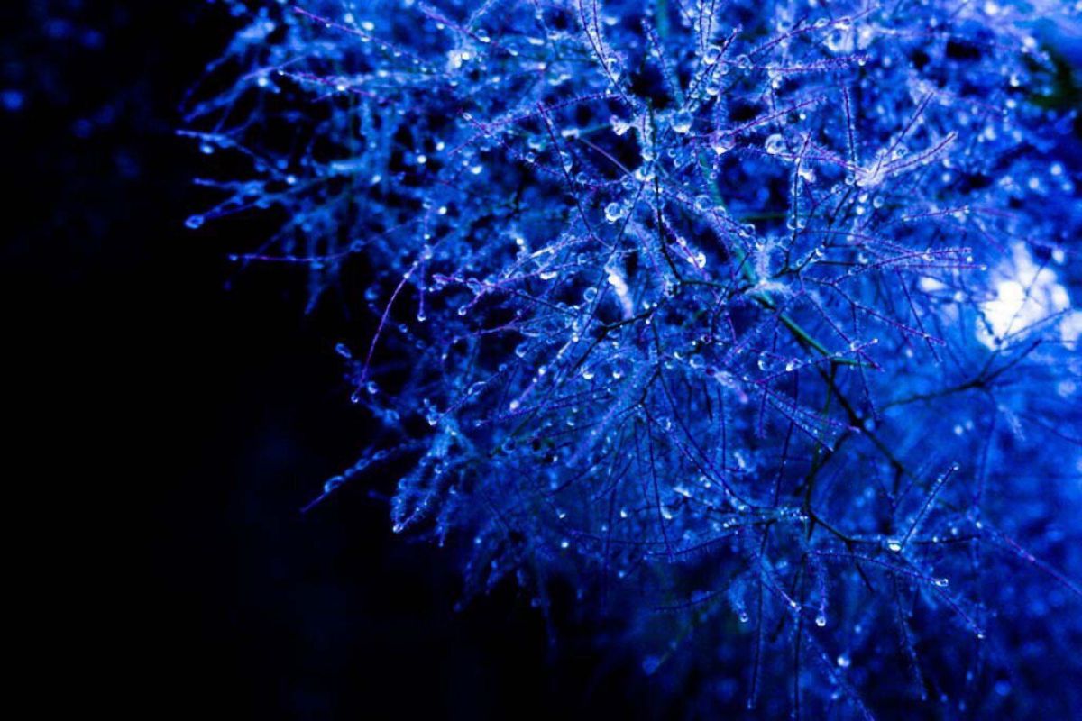 サファイア 植物 花 花びら Ganref